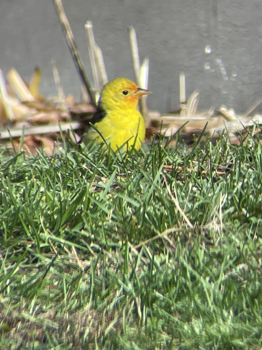 Western Tanager - ML645269346