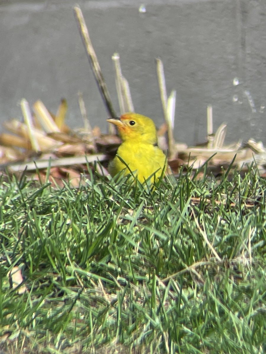 Western Tanager - ML645269347