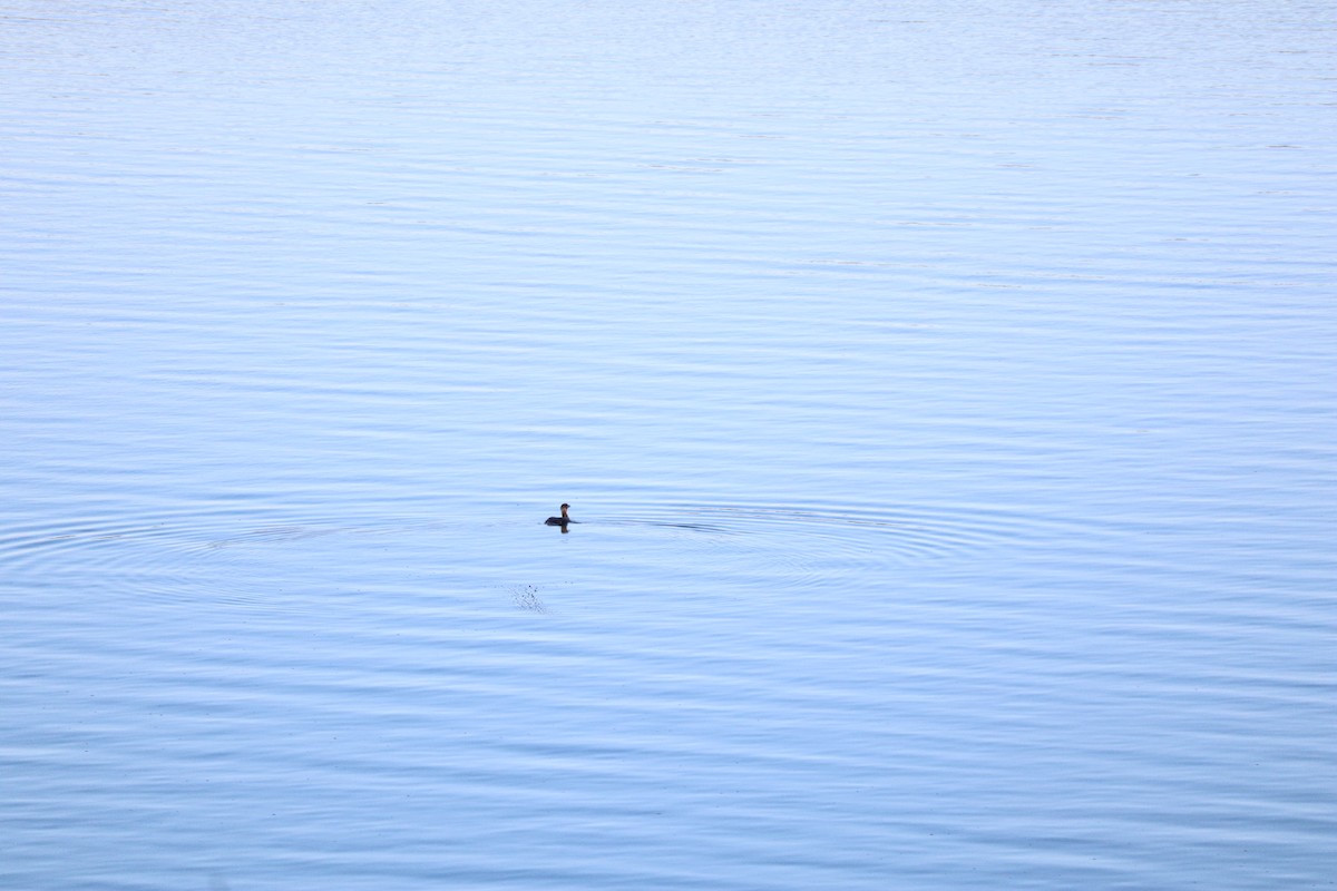 Common Loon - ML645269348