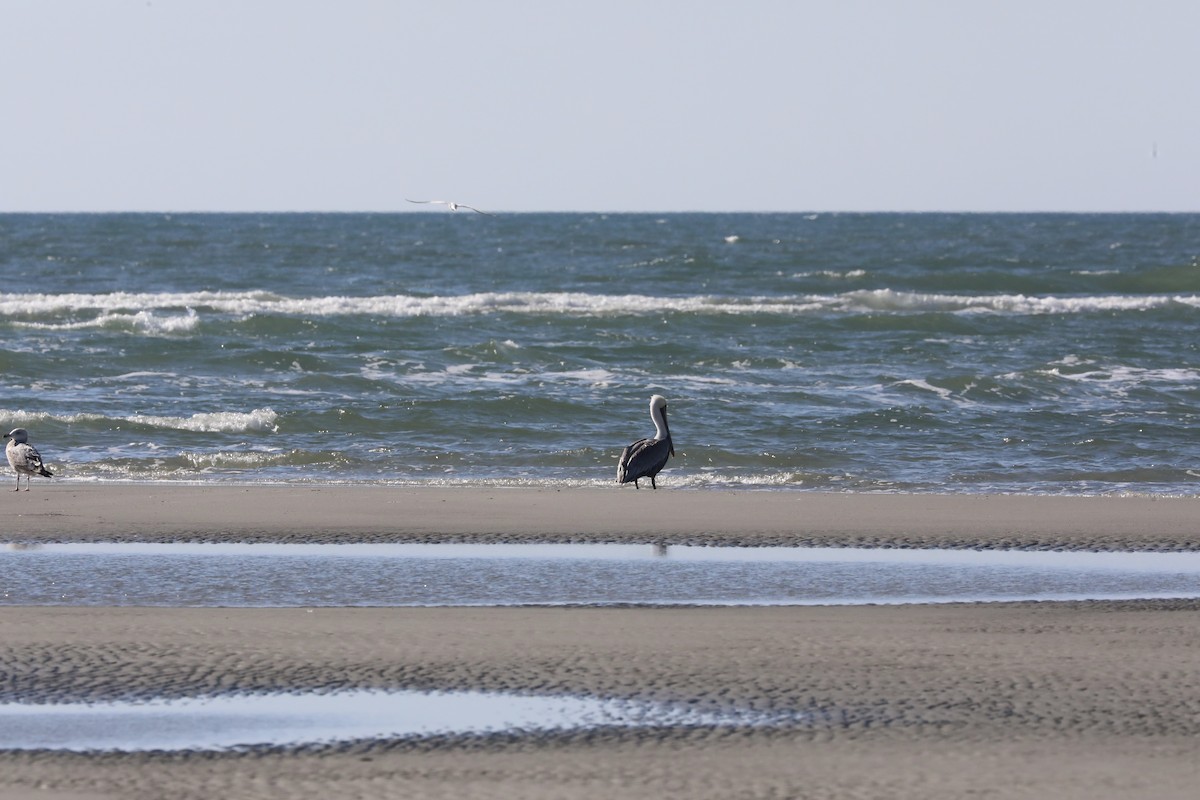 Brown Pelican - ML645269351