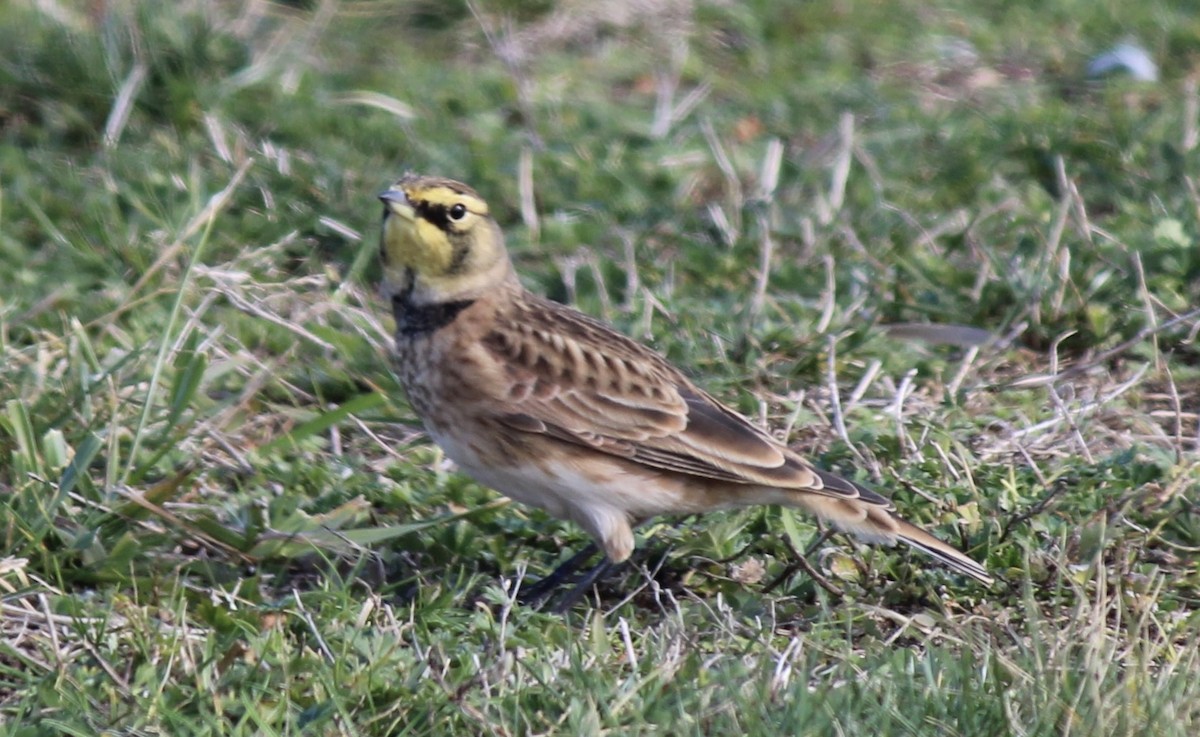 Horned Lark - ML645269352