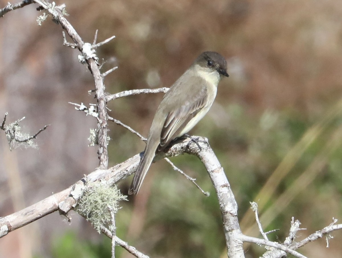 Eastern Phoebe - ML645269358