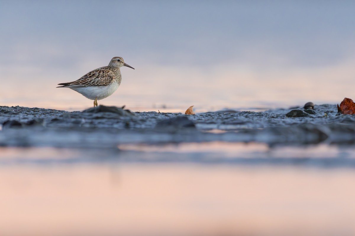Pectoral Sandpiper - ML645269383
