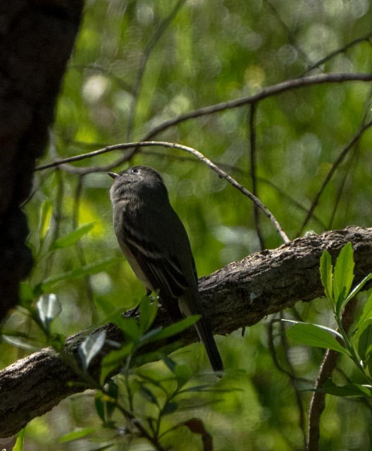 Hammond's Flycatcher - ML645269384