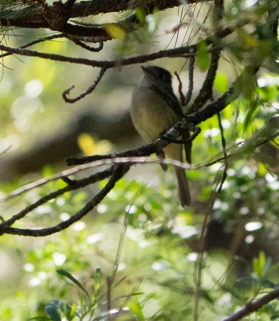 Hammond's Flycatcher - ML645269385