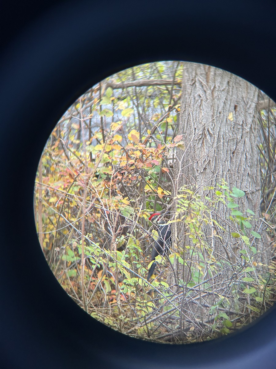 Pileated Woodpecker - ML645269387