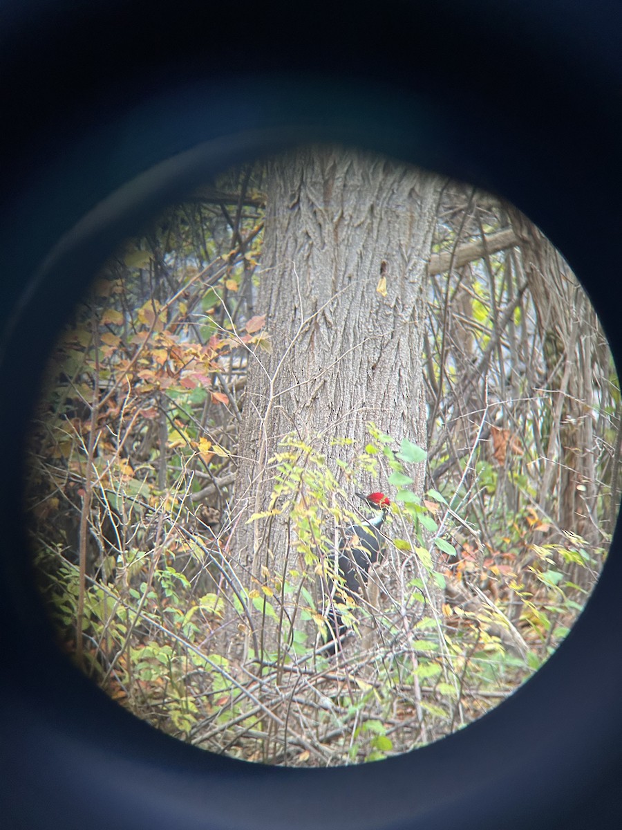 Pileated Woodpecker - ML645269388
