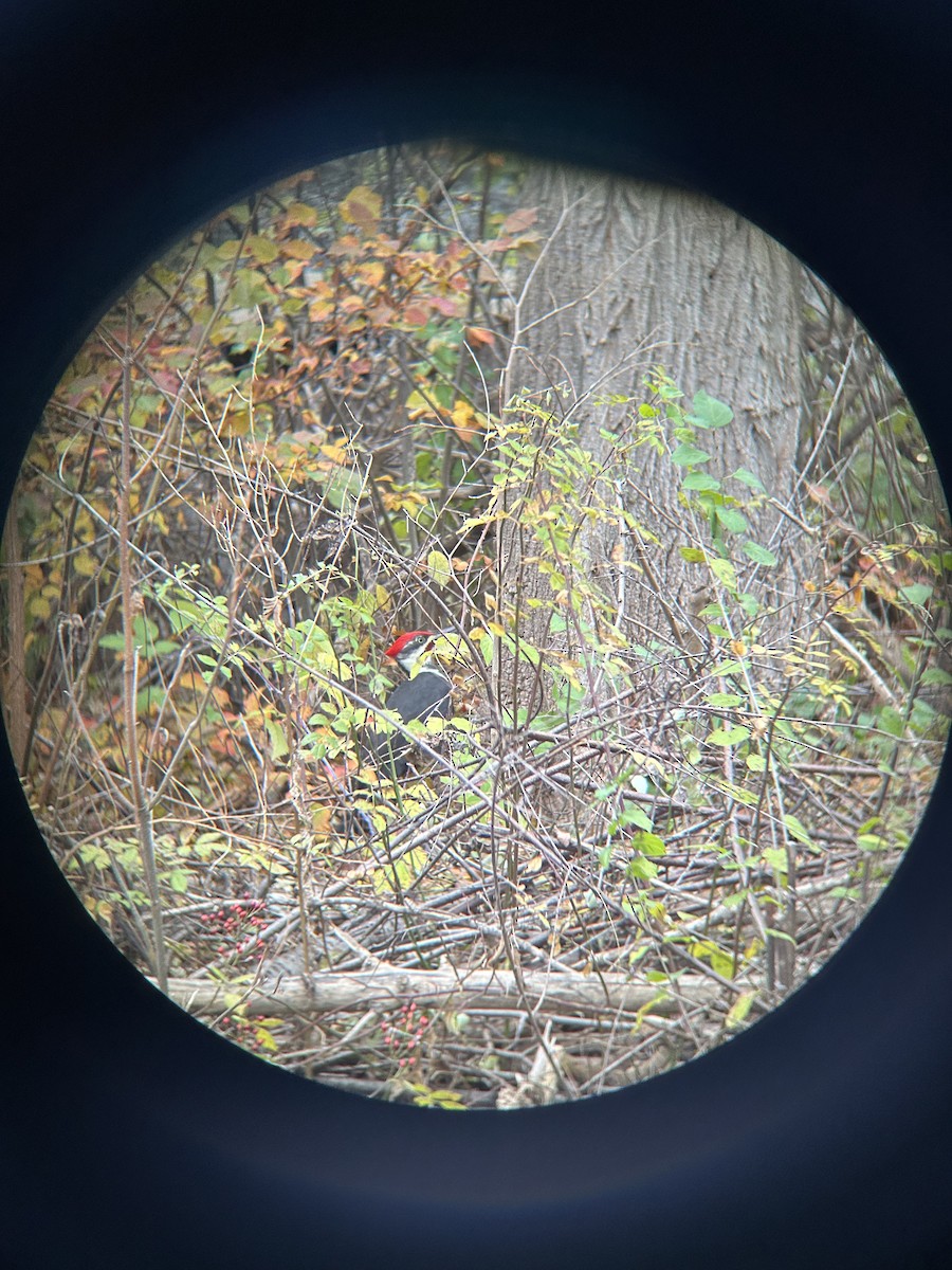 Pileated Woodpecker - ML645269389