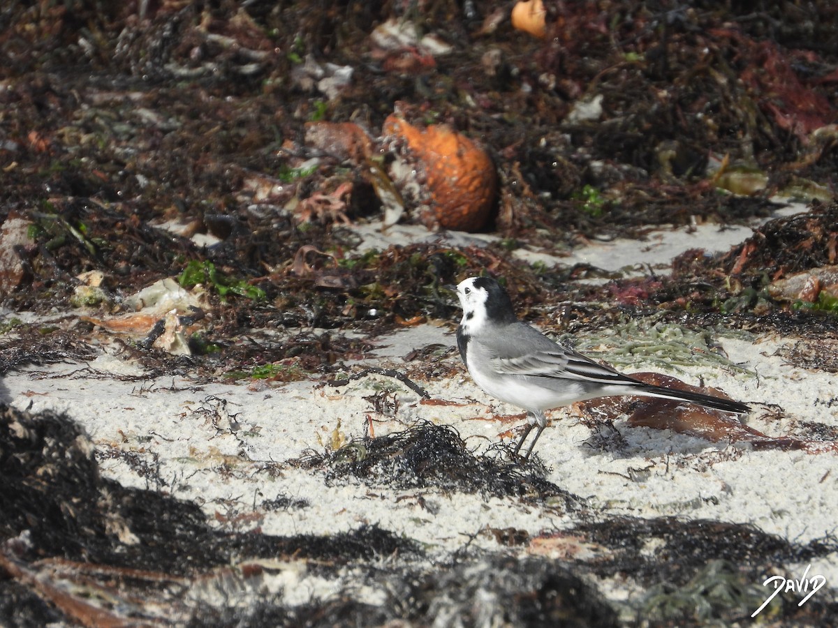 konipas bílý - ML645269394