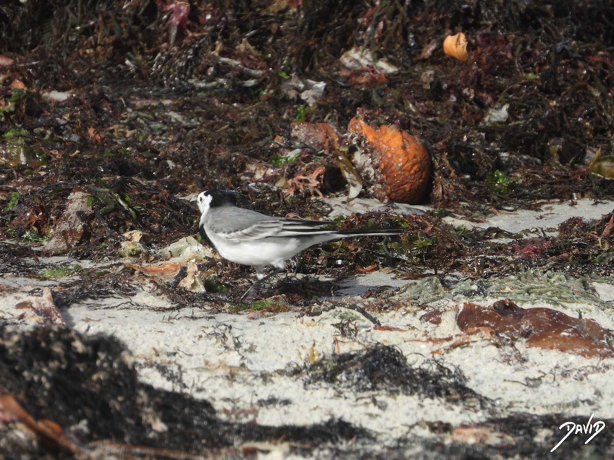 konipas bílý - ML645269395