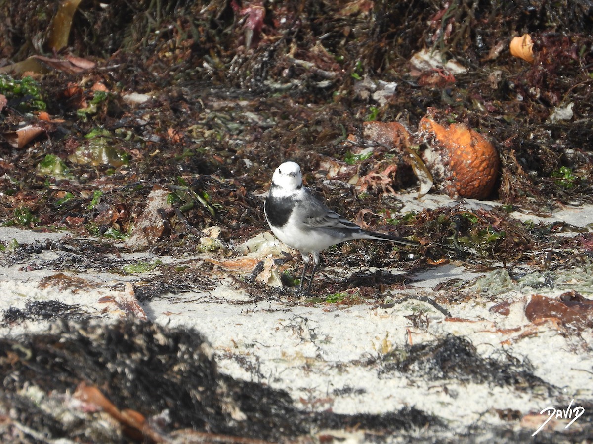 konipas bílý - ML645269396