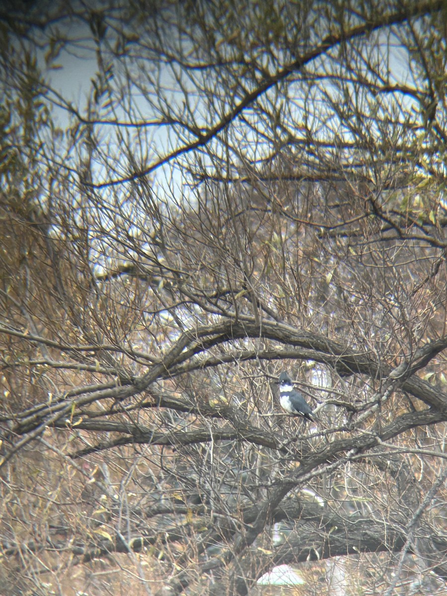 Martin handi iparramerikarra - ML645269406