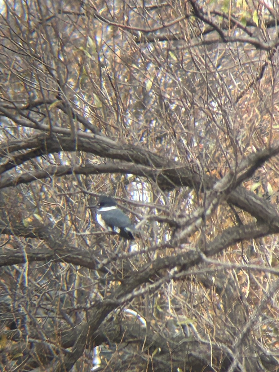 Martin handi iparramerikarra - ML645269407