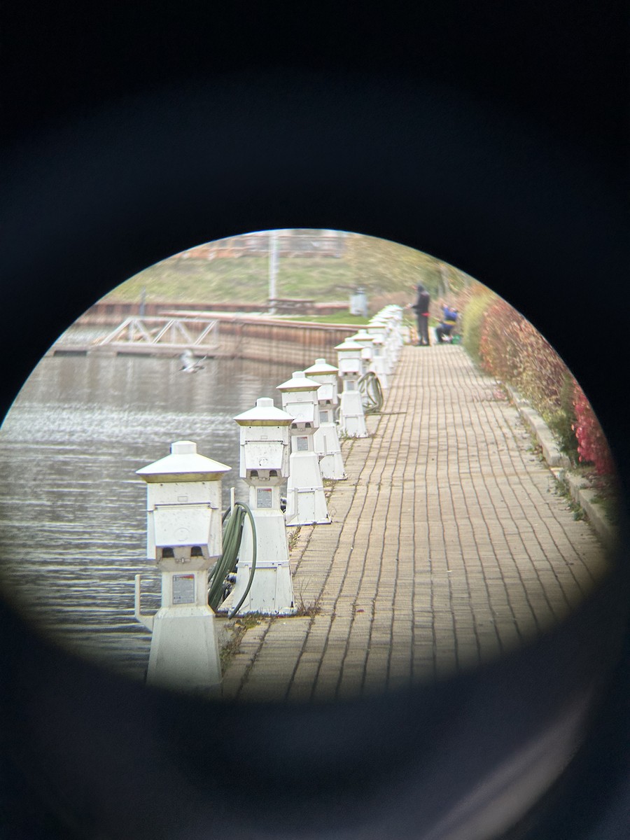 Martin handi iparramerikarra - ML645269409