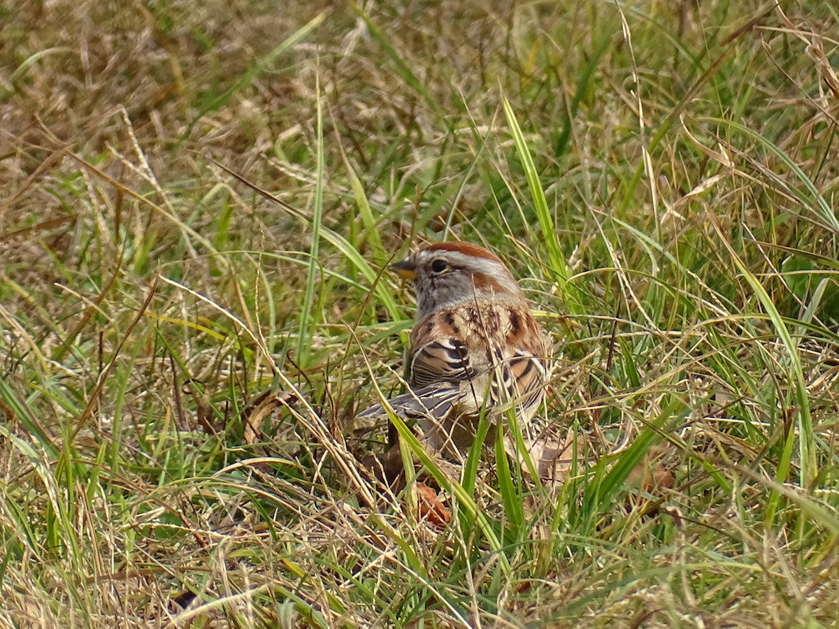 American Tree Sparrow - ML645269410