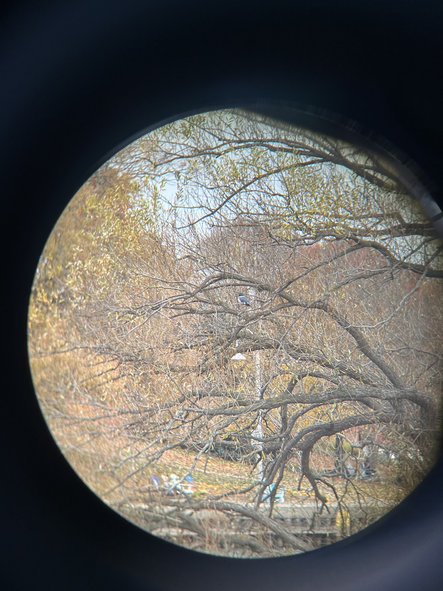 Martin handi iparramerikarra - ML645269411