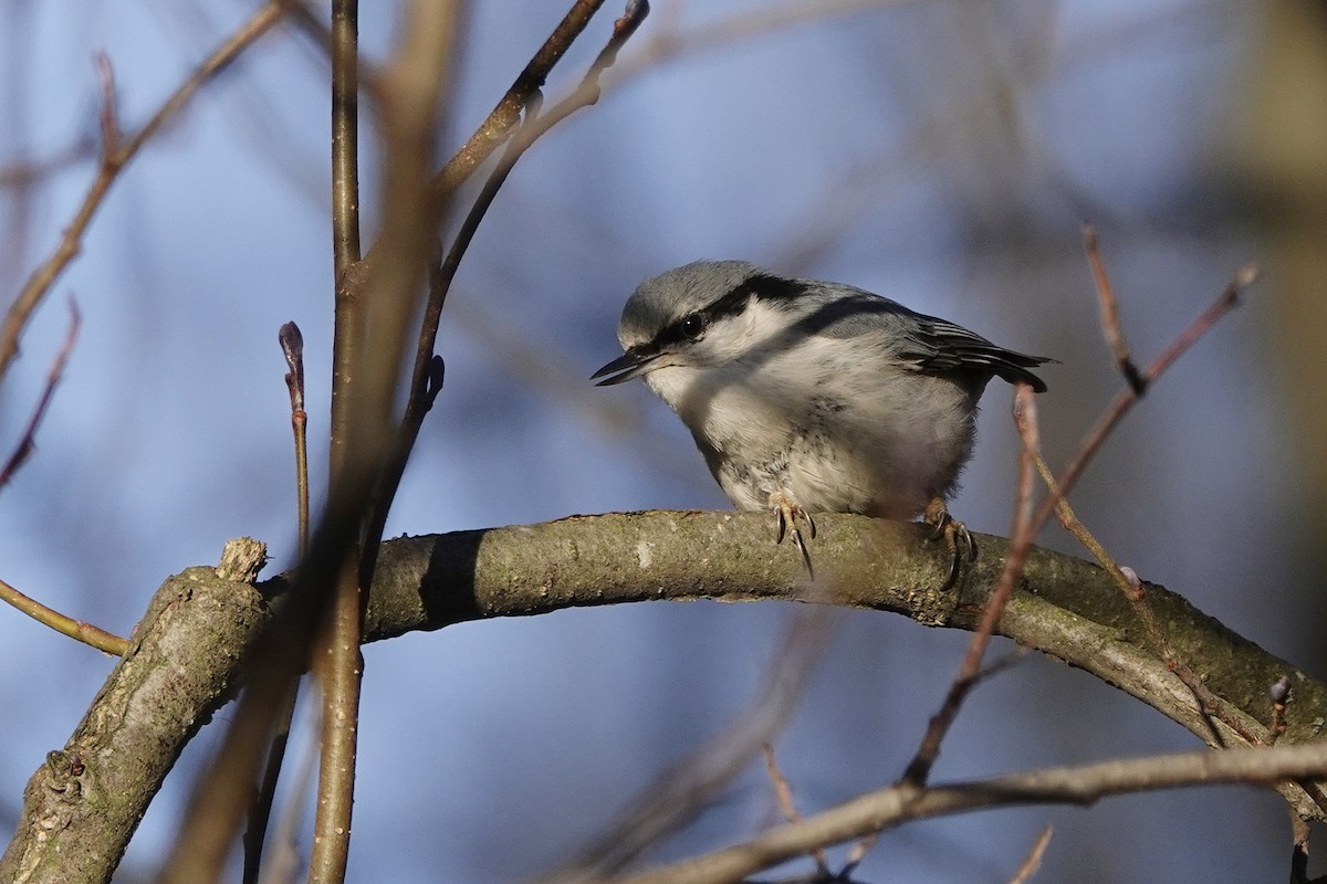 Garrapo eurasiarra [europaea Taldekoa] - ML645269415