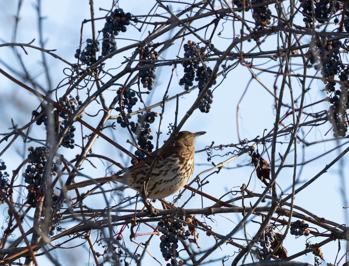 Brown Thrasher - ML645269435