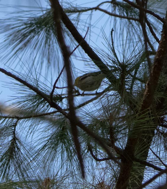 Paruline à tête jaune - ML645269465