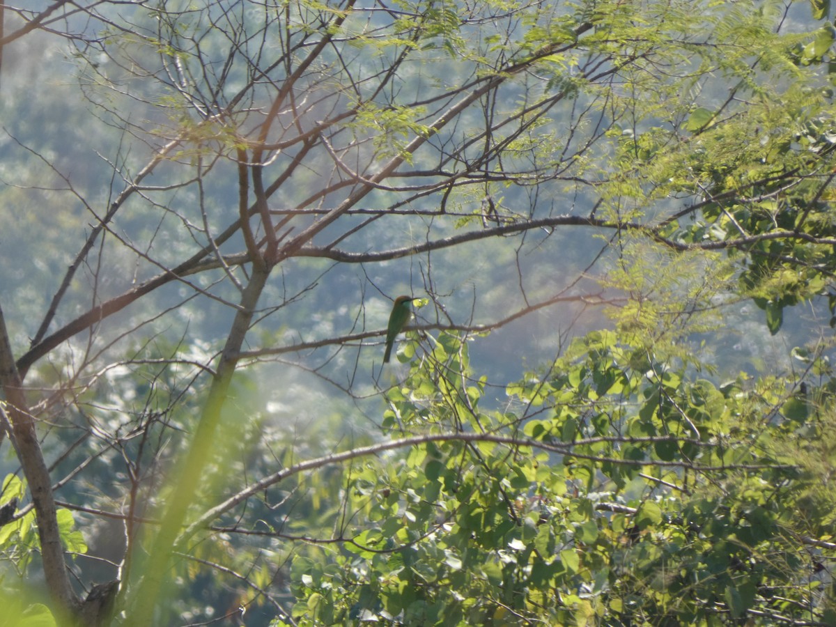 vlha indická - ML645269481