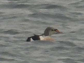 King Eider - ML645269493