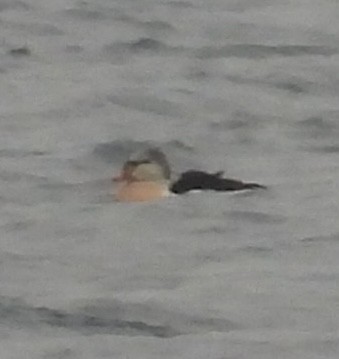 King Eider - ML645269494