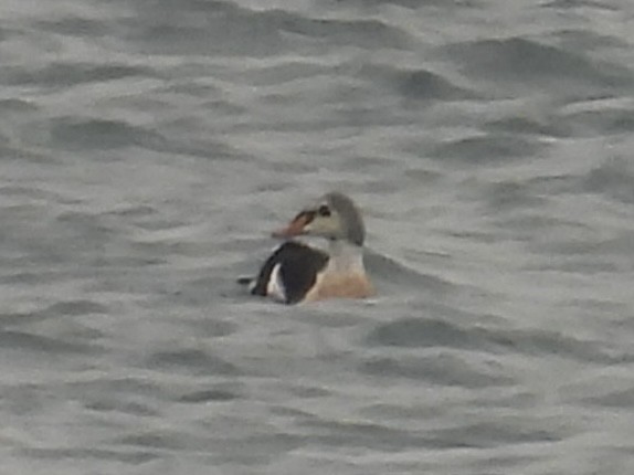 King Eider - ML645269495