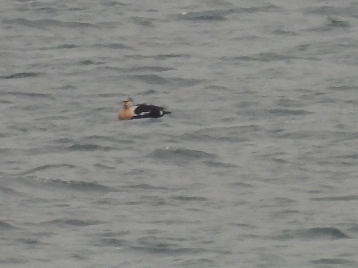 King Eider - ML645269496