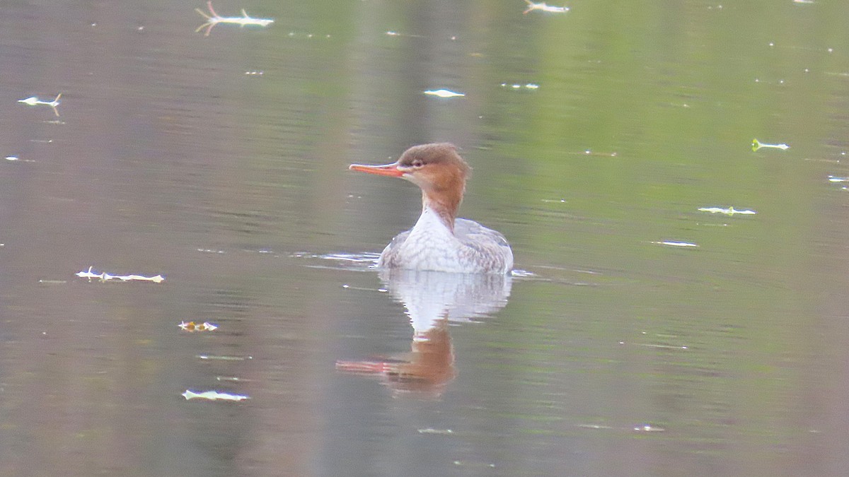 Сэвгэр бохио - ML645269501