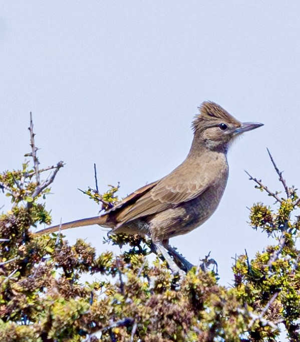 ノドジロエボシカマドドリ - ML645269502