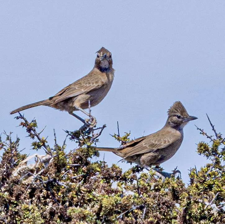 ノドジロエボシカマドドリ - ML645269503