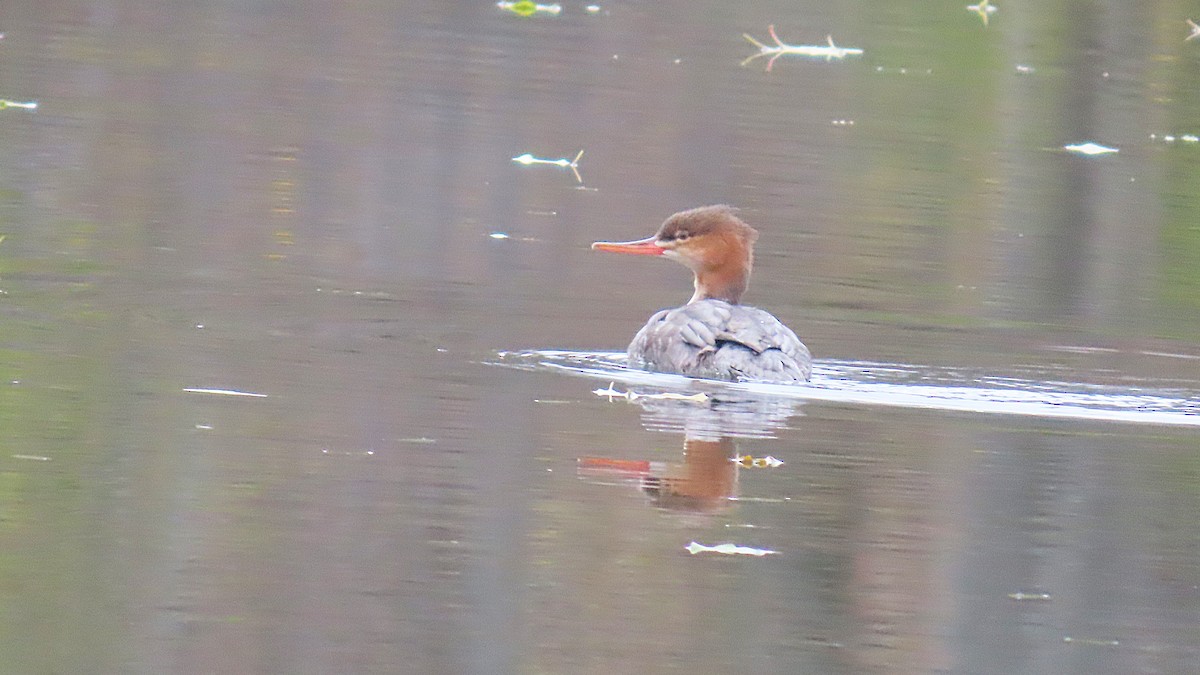 Сэвгэр бохио - ML645269506