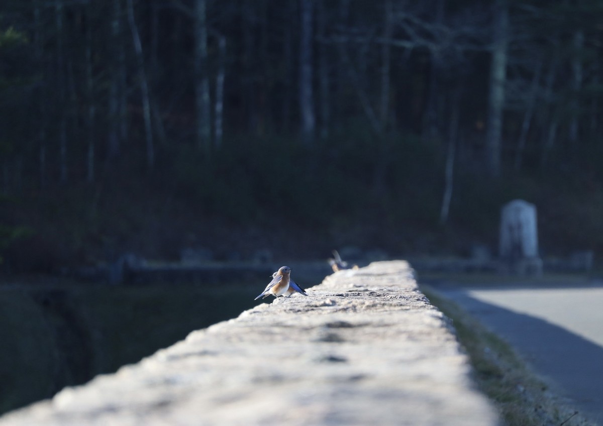 Eastern Bluebird - ML645269510