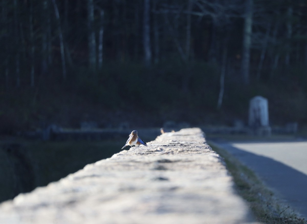 Eastern Bluebird - ML645269511