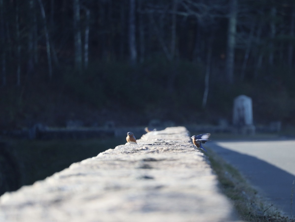 Eastern Bluebird - ML645269512