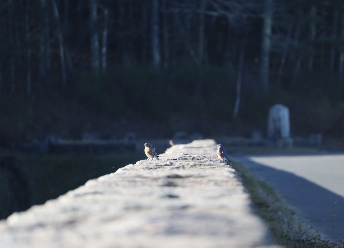 Eastern Bluebird - ML645269513
