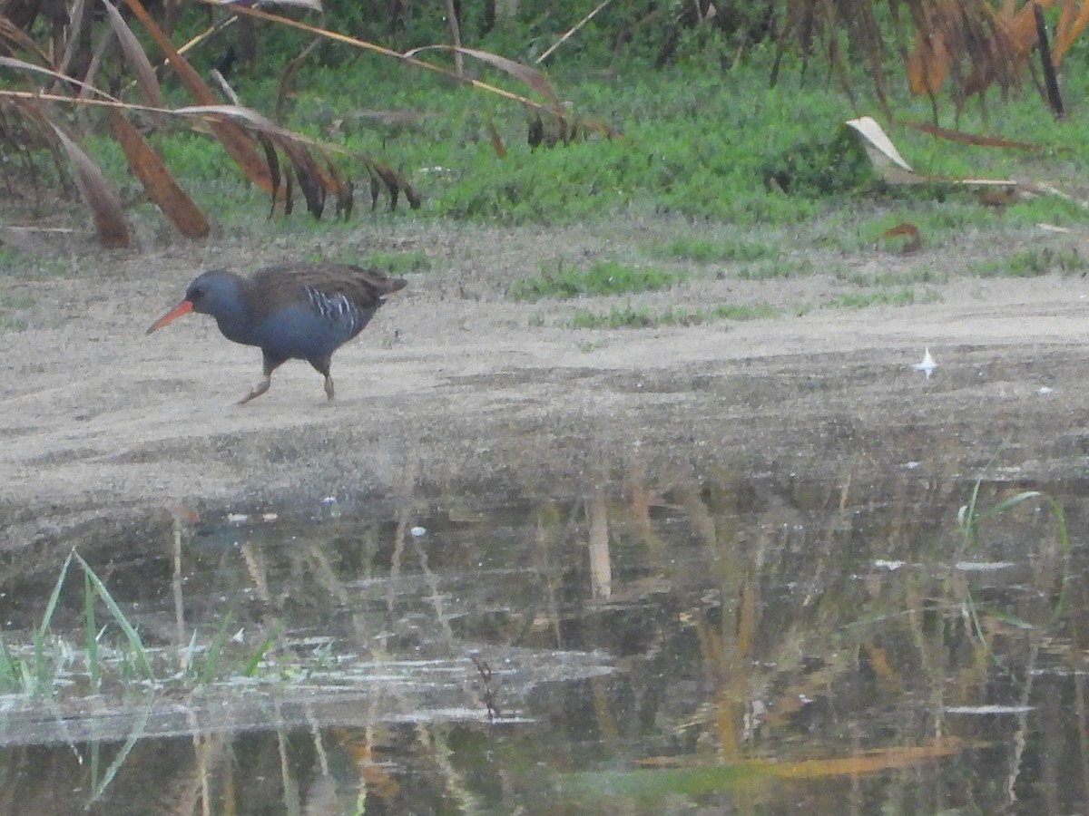 Усны түнжүүр - ML645269515