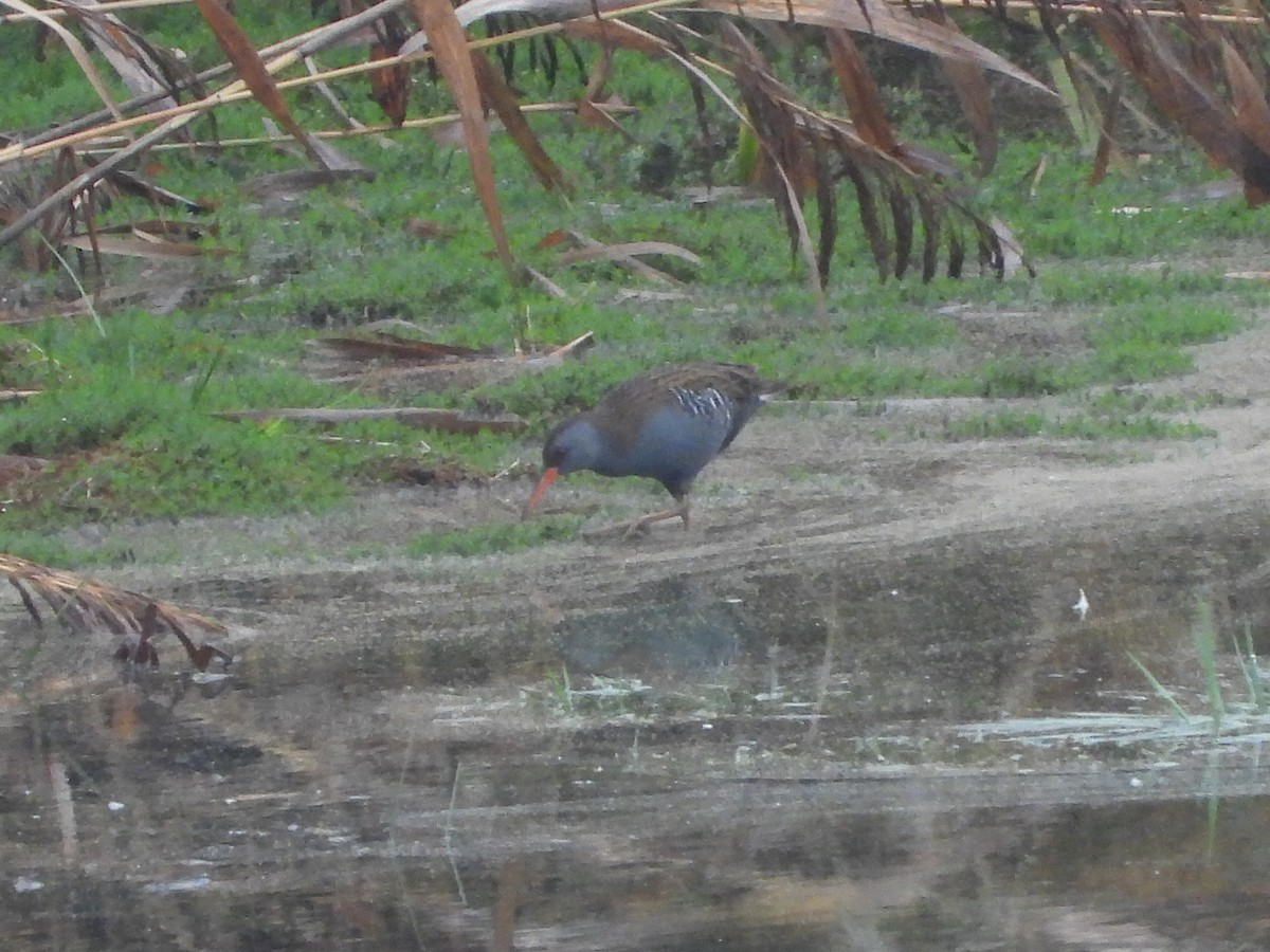 Усны түнжүүр - ML645269516