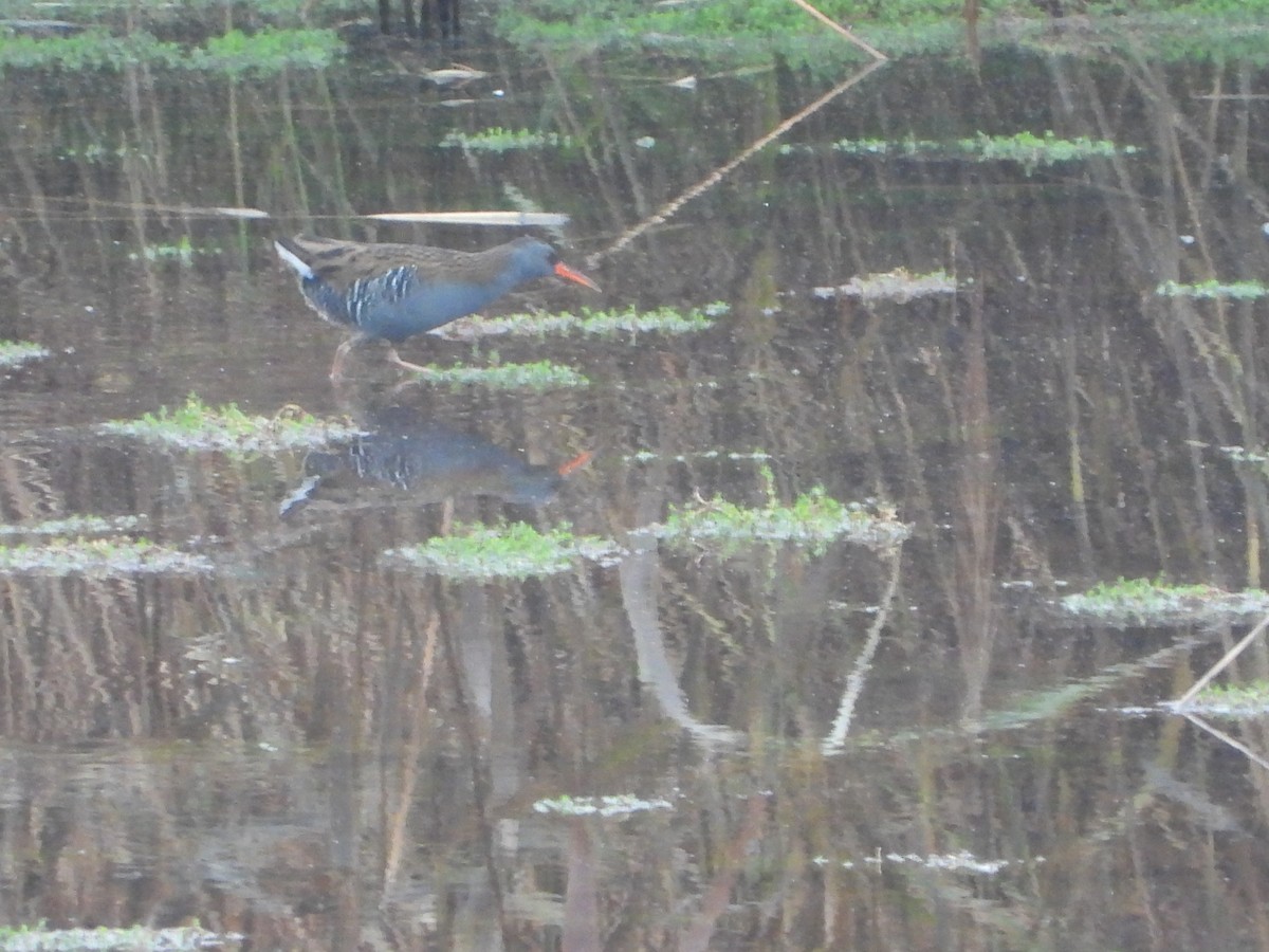 Усны түнжүүр - ML645269518