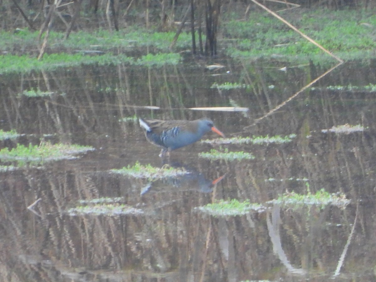 Усны түнжүүр - ML645269519