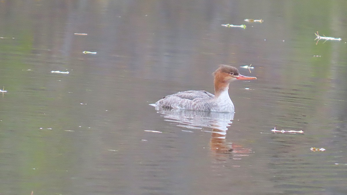 Сэвгэр бохио - ML645269522