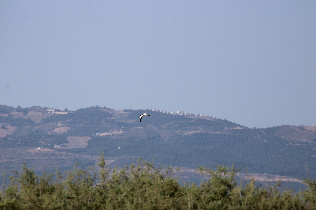 Common Shelduck - ML645269526