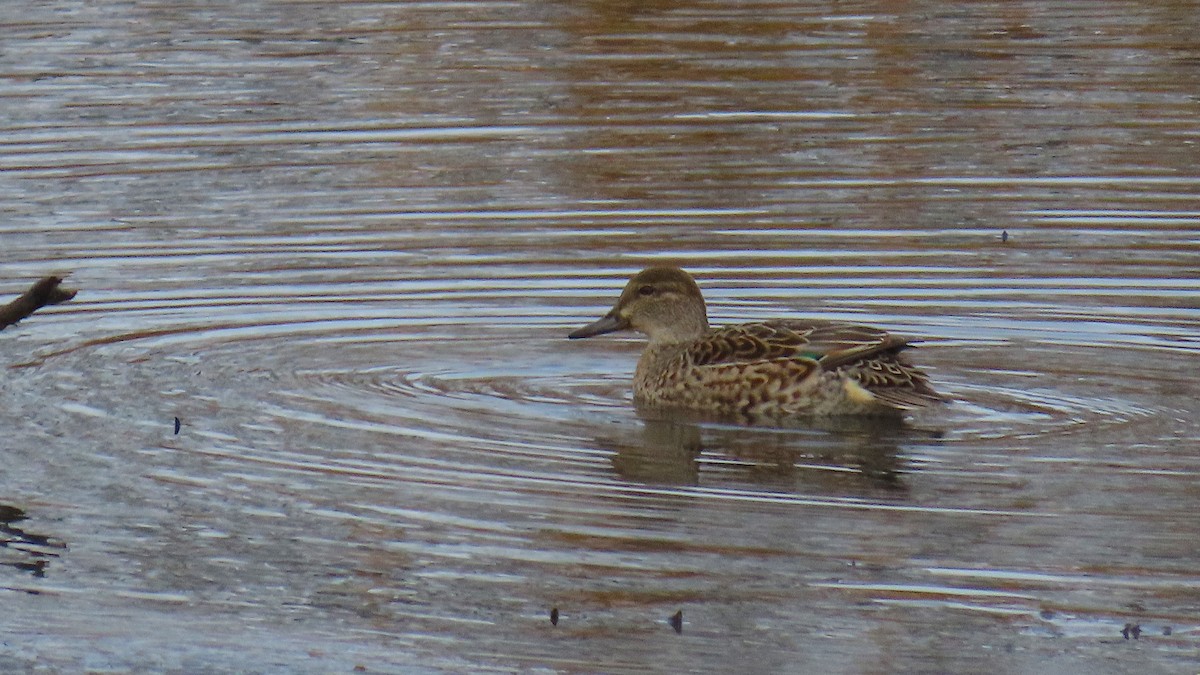 Ногоохон нугас - ML645269528