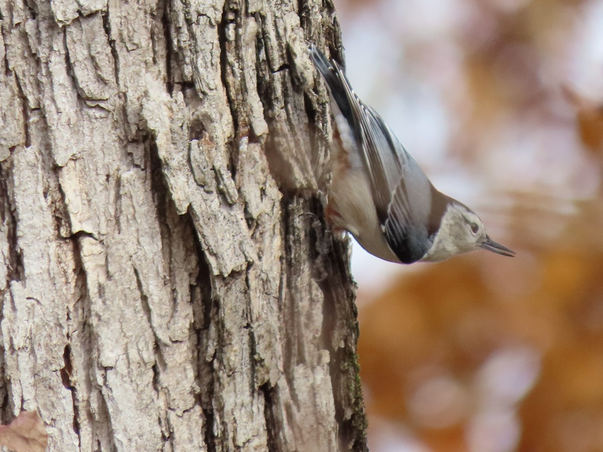 White-breasted Nuthatch - ML645269529