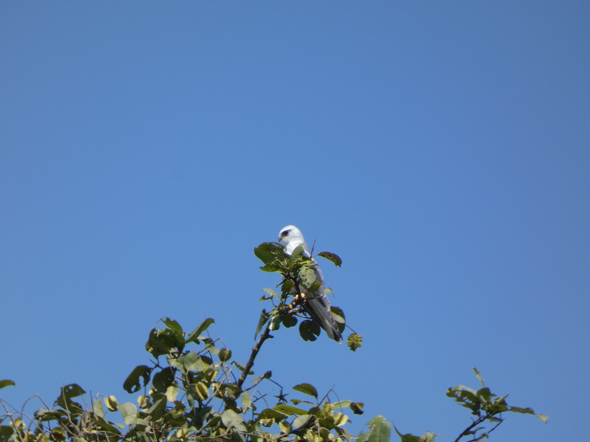 luněc šedý - ML645269534