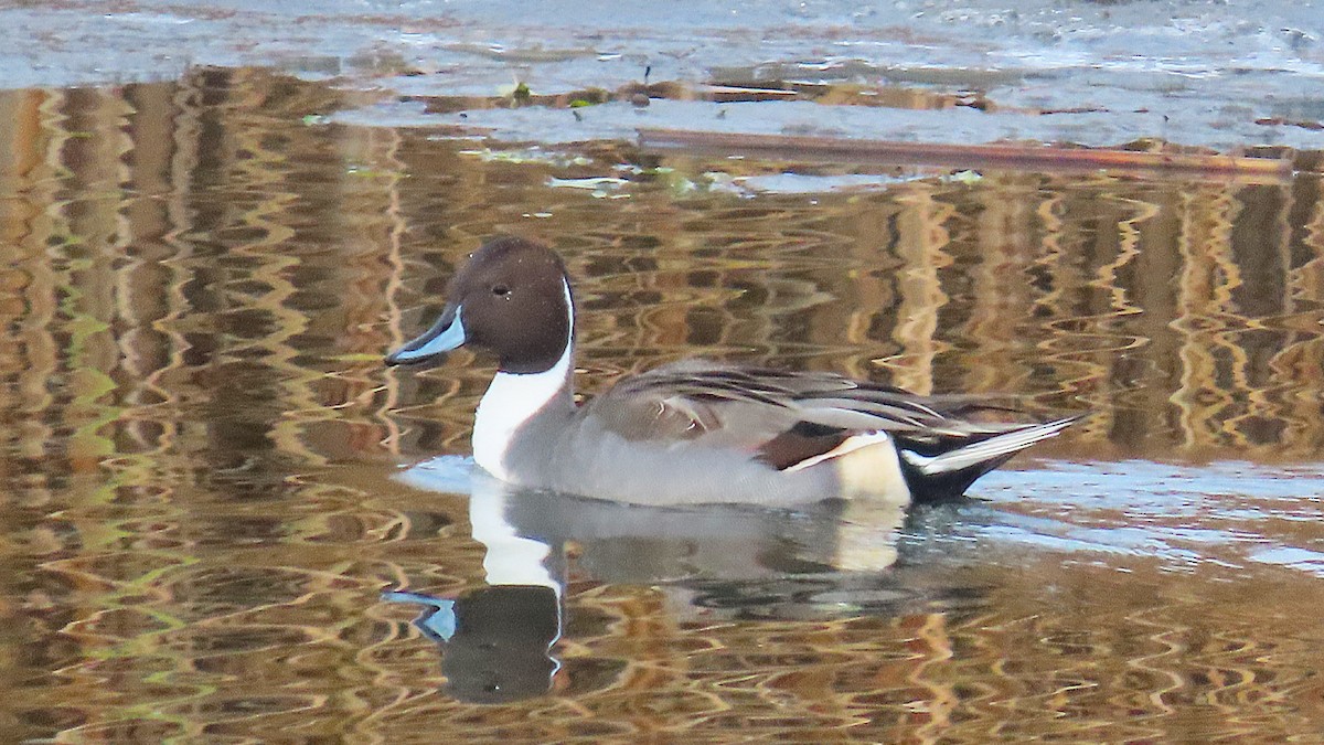 Шовтгор алаг нугас - ML645269541