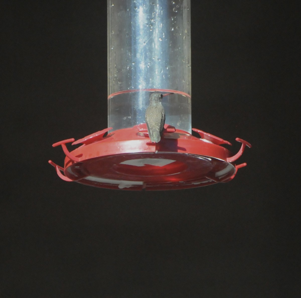 Violet-crowned Hummingbird - ML645269544