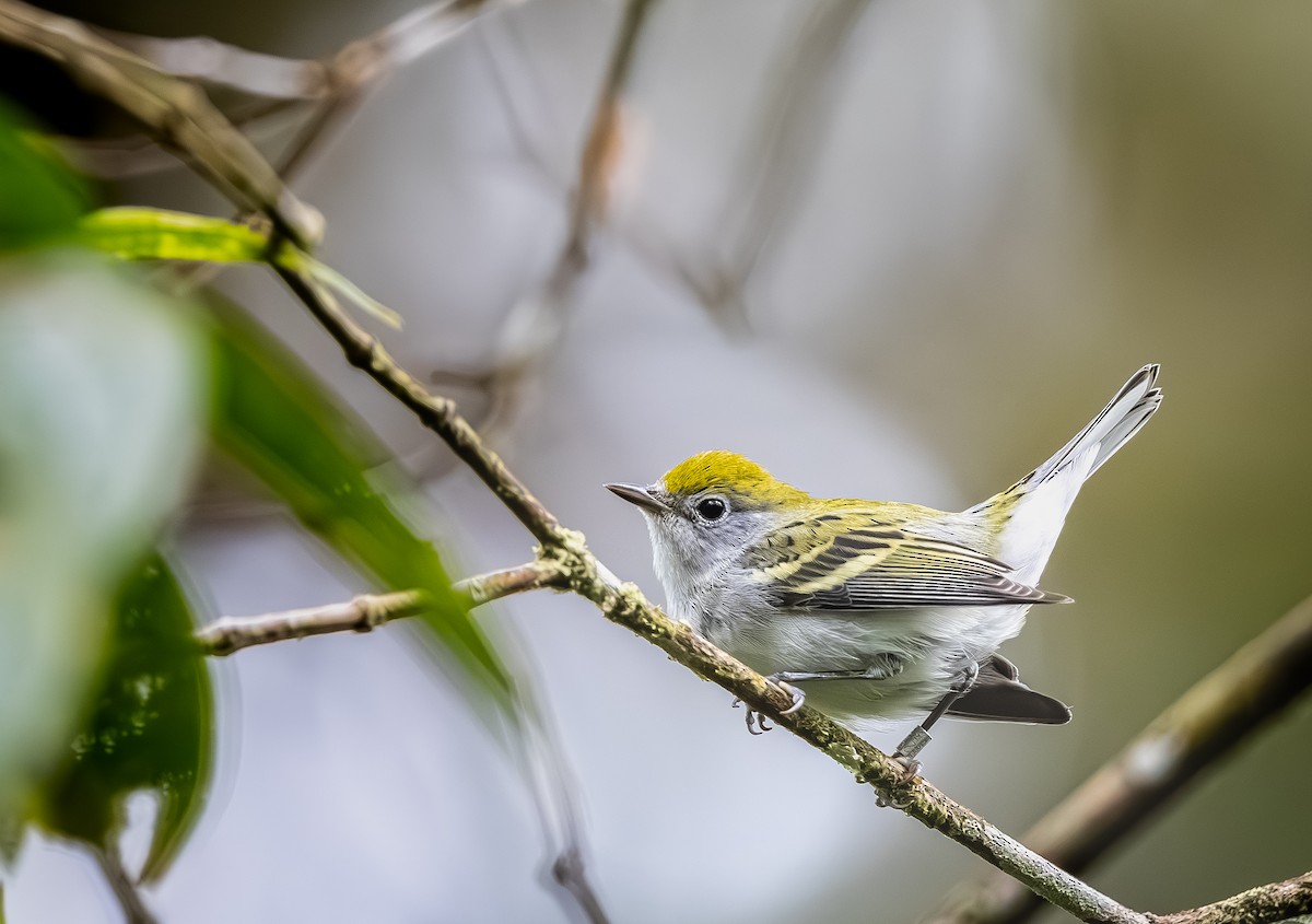 lesňáček rezavoboký - ML645269545