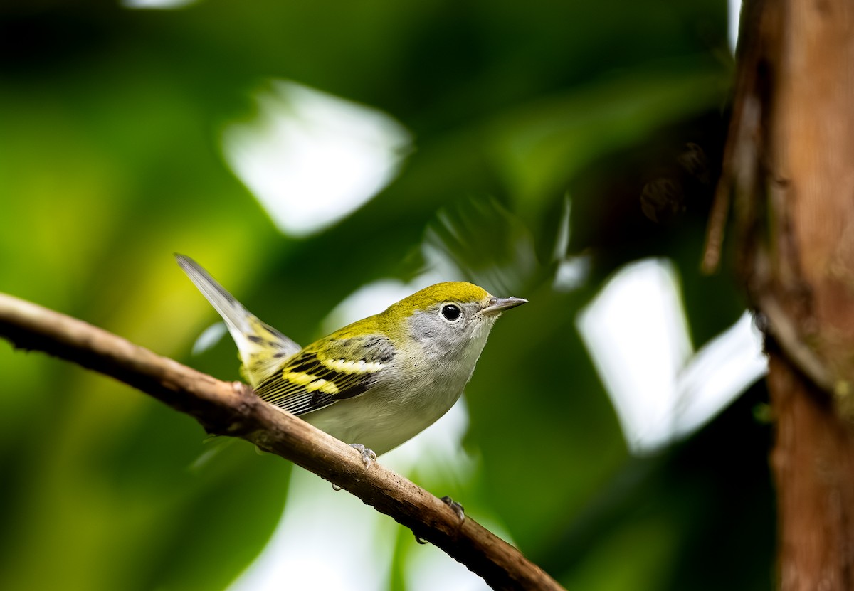 lesňáček rezavoboký - ML645269546