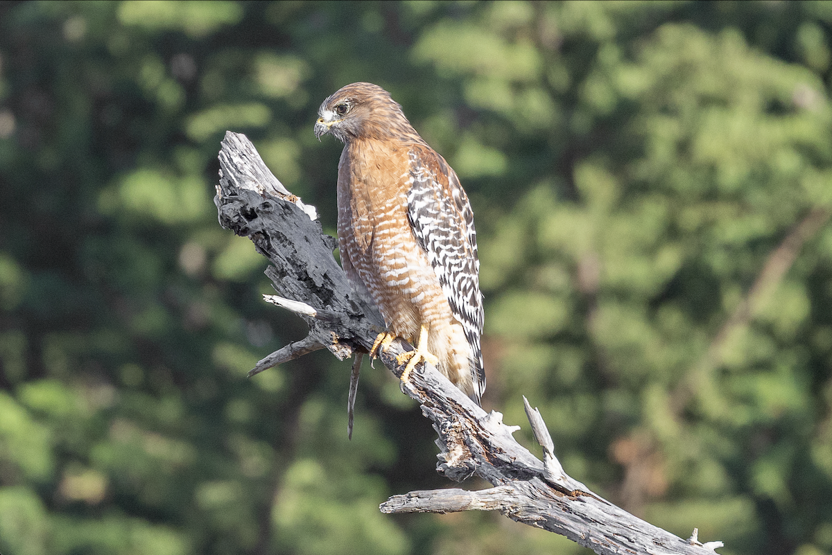 káně páskovaná - ML645269548